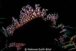 Rhinopias frondosa with backlit. by Mehmet Salih Bilal 